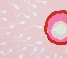 Illustration of sperm from precum swimming towards an egg.