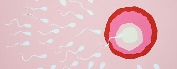 Illustration of sperm from precum swimming towards an egg.