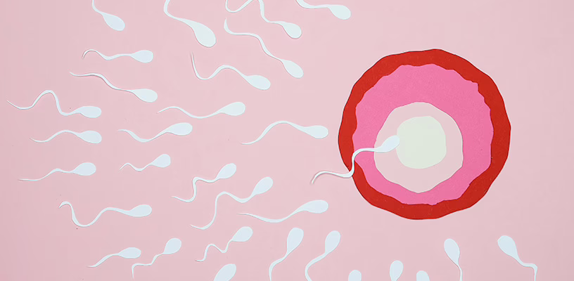 Illustration of sperm from precum swimming towards an egg.