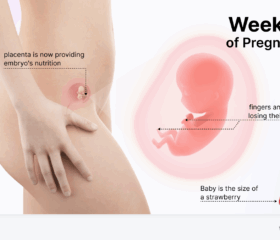 Graphic showing your baby's development in the womb at 10 weeks, compared to the size of a strawberry.