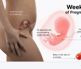 Graphic showing your baby's development at 17 weeks, compared to the size of a tomato.