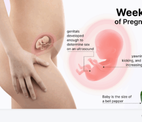 Graphic showing your baby's development at 18 weeks, compared to the size of a bell pepper.
