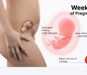 Graphic showing your baby's development in the womb at 19 weeks, compared to the size of a mango.