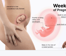 Graphic showing your baby's development at 20 weeks, compared to the size of a sweet potato.