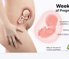 Graphic showing your baby's development at 27 weeks, compared to the size of a small cauliflower.