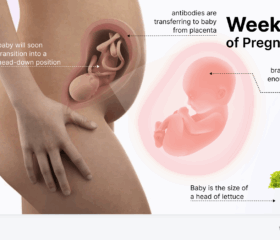 Graphic showing your baby's development in the womb at 28 weeks, compared to the size of a head of lettuce.