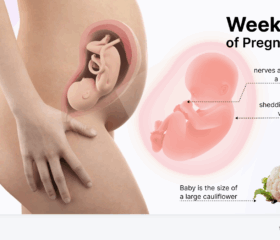 Graphic showing your baby's development at 29 weeks, compared to the size of a cauliflower.
