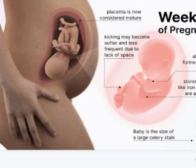 Graphic of a baby in the womb at 32 weeks, compared to the size of a large celery stalk.