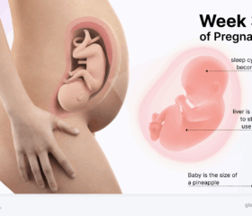 Graphic of a baby in the womb at 33 weeks, compared to the size of a pineapple.