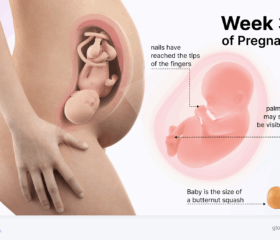 Graphic of a baby in the womb at 34 weeks, compared to a butternut squash.
