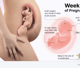 Graphic of a baby in the womb at 35 weeks on the left, with a see-through image of the fetus in the mother's womb on the right.