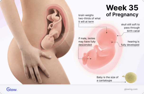 Graphic of a baby in the womb at 35 weeks on the left, with a see-through image of the fetus in the mother's womb on the right.