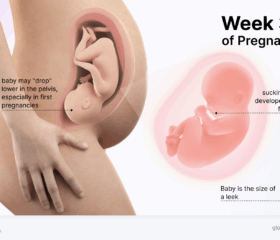 Graphic of a baby in the womb at 36 weeks, compared to the size of a leek, along with a graphic of the fetus in the mother's womb.