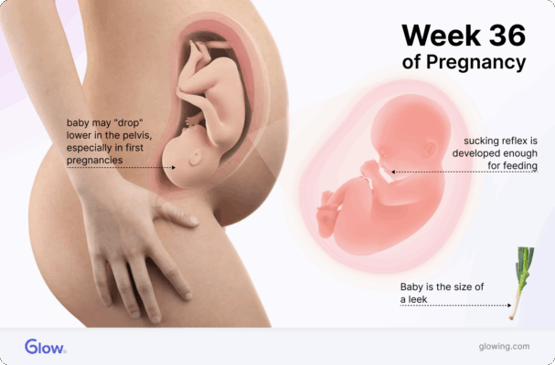 Graphic of a baby in the womb at 36 weeks, compared to the size of a leek, along with a graphic of the fetus in the mother's womb.