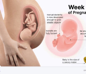 Graphic of a baby in the womb at 37 weeks, compared to the size of a canary lemon.