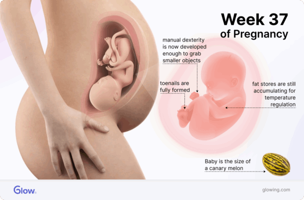 Graphic of a baby in the womb at 37 weeks, compared to the size of a canary lemon.