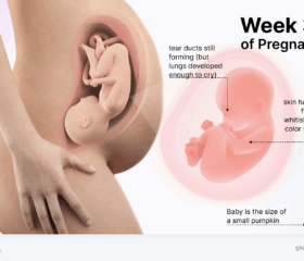 Graphic of a baby in the womb, compared to the size of a pumpkin.