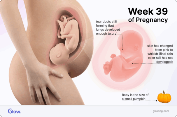 Graphic of a baby in the womb, compared to the size of a pumpkin.