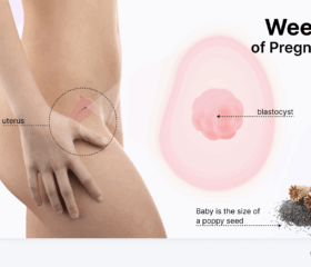 Graphic showing your baby's development at 4 weeks, compared to the size of a poppy seed.