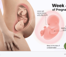 Graphic of a baby in the womb at 40 weeks, compared to the size of a watermelon.
