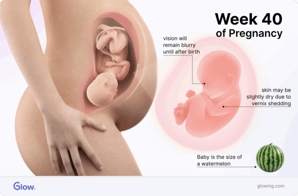 Graphic of a baby in the womb at 40 weeks, compared to the size of a watermelon.
