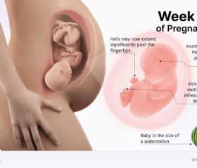 Graphic of a baby in the womb at 41 weeks, compared to the size of a watermelon.