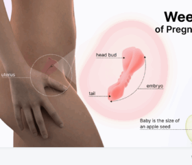 Graphic showing your baby's development at 5 weeks, compared to the size of an apple seed.