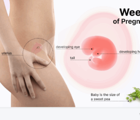 Graphic showing your baby's development at 6 weeks, compared to the size of a sweet pea.