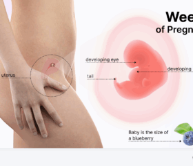 Graphic showing your baby's development at 7 weeks, compared to the size of a blueberry.