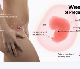 Graphic showing your baby's development at 8 weeks, compared to the size of a kidney bean.
