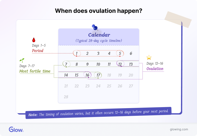 Calendar showing probable dates of ovulation in a typical cycle.