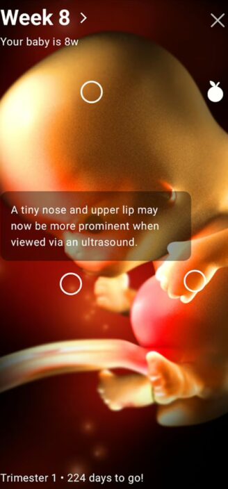 Sprout’s 3D model of baby inside the womb.