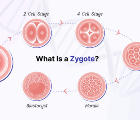 Illustrated diagram showing the stages of embryo development, including the zygote phase.
