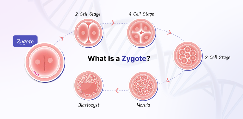 Illustrated diagram showing the stages of embryo development, including the zygote phase.