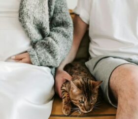 Pregnant woman at risk of toxoplasmosis infection sitting next to cat.